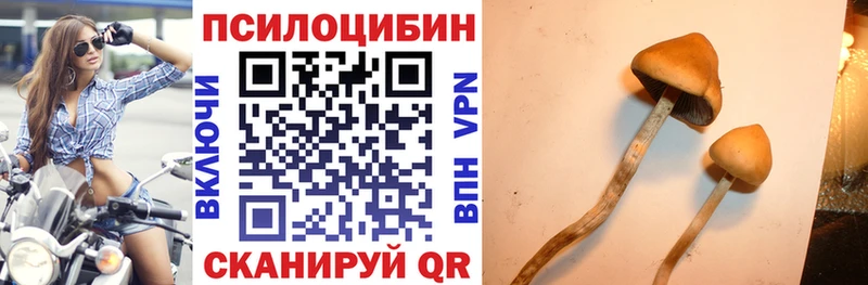 Купить  Богородицк  Галлюциногенные грибы Psilocybine cubensis 